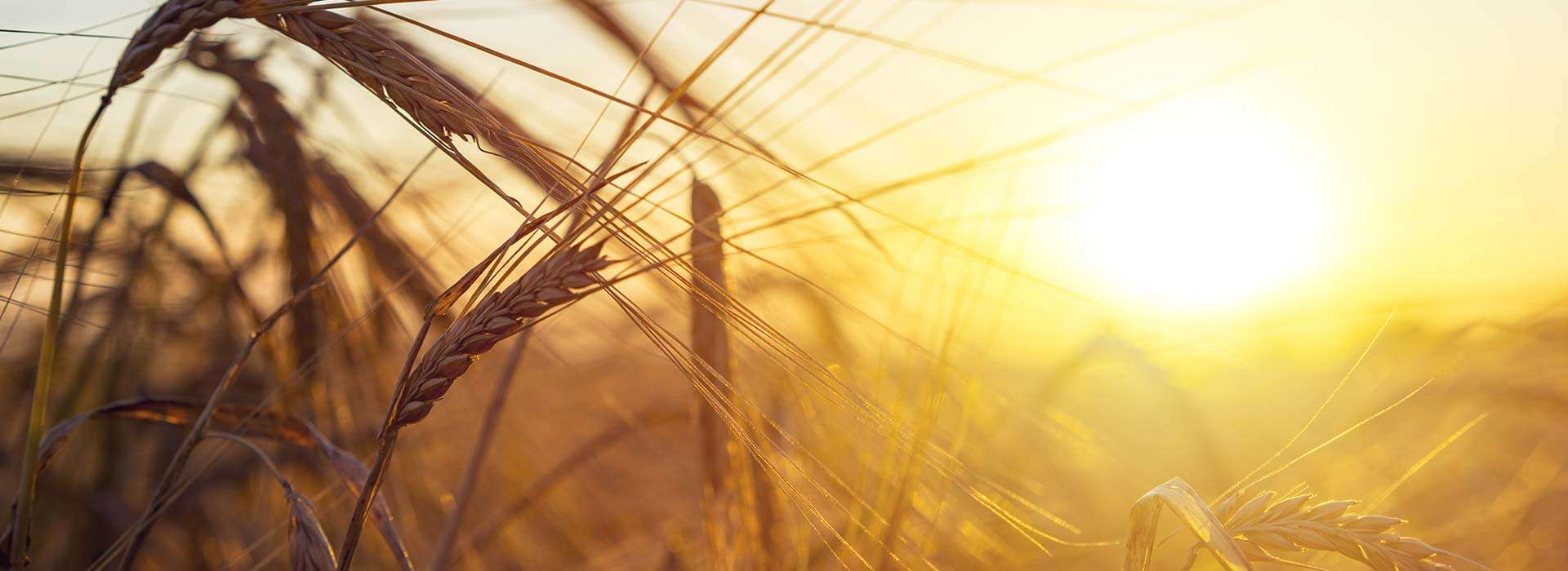 Contact Premier Farm Realty Group & Auction Contact Premier Farm Realty Group & Auction